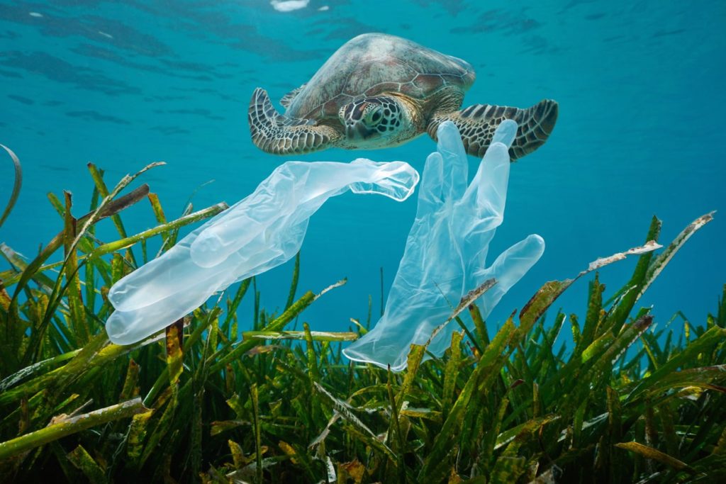 Meeresschildkröten-Biologisch abbaubare-Handschuhe